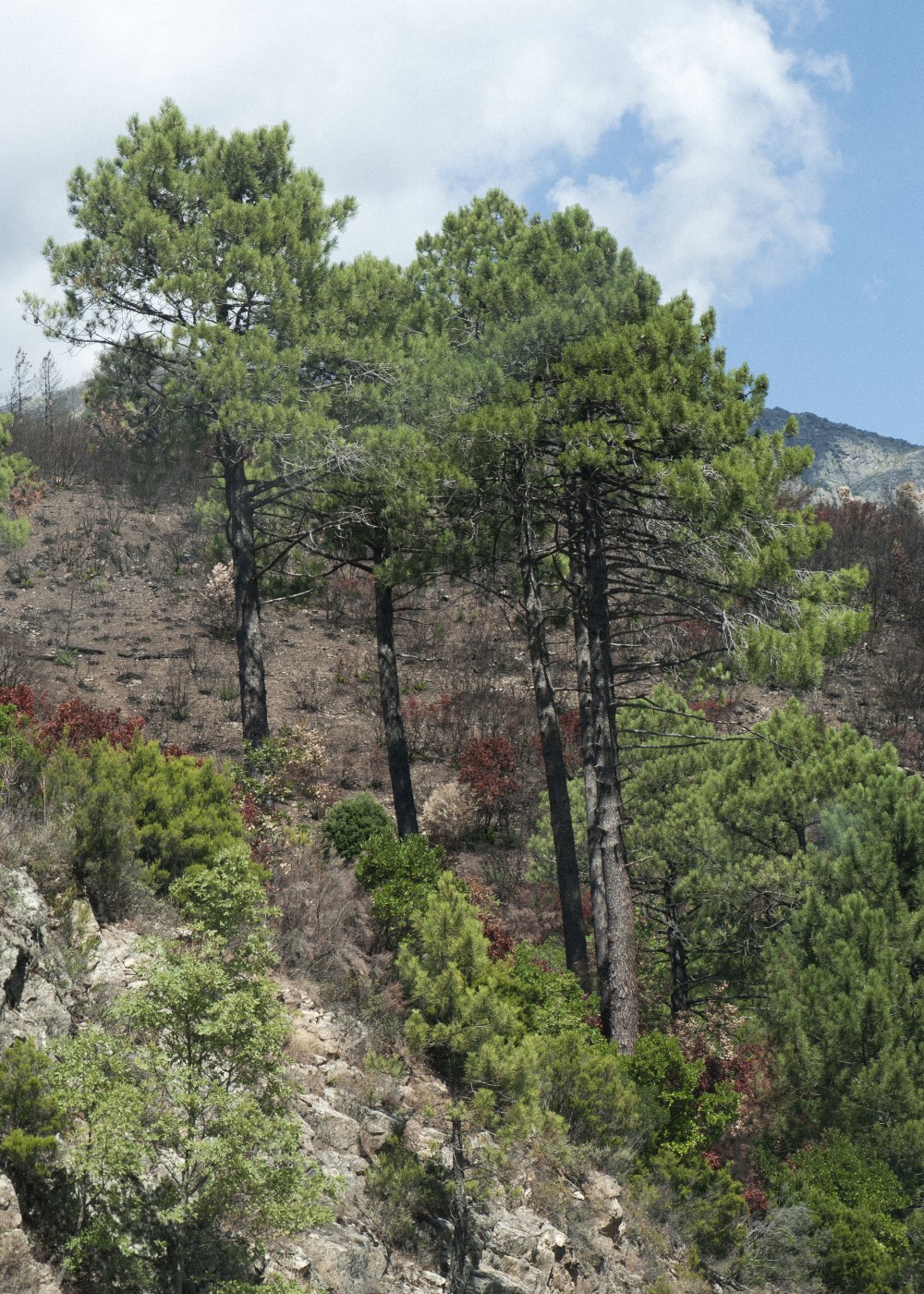 Image of Corsica
